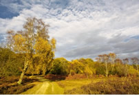 See deer and ponies roaming free in The New Forest